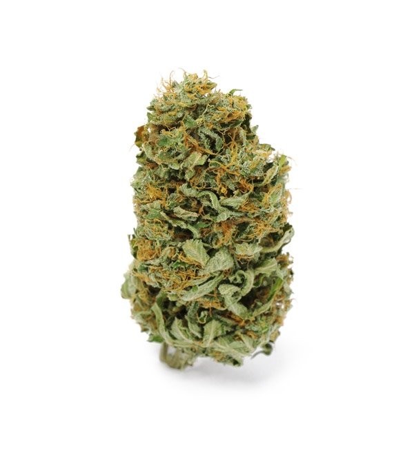 Herbal Grow Amnesia Core Cut Steckling