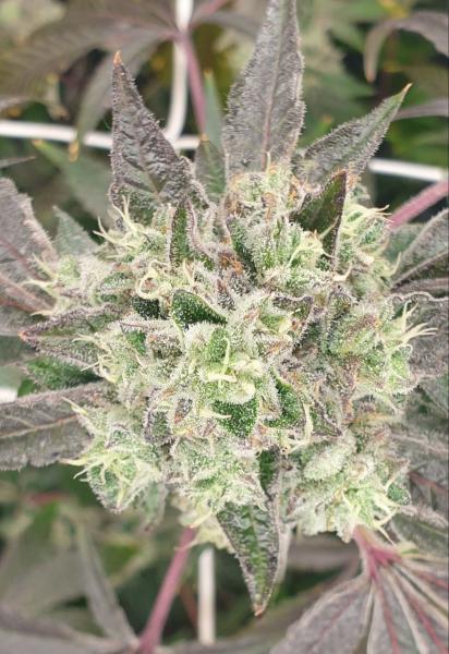Permanent Marker x Truffel Cream - 1 Seed Fem
