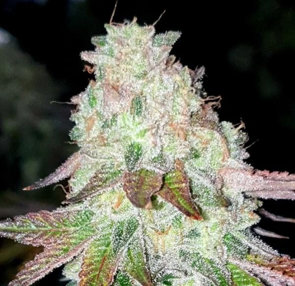 Butter Biscuits - Half Pack Fem